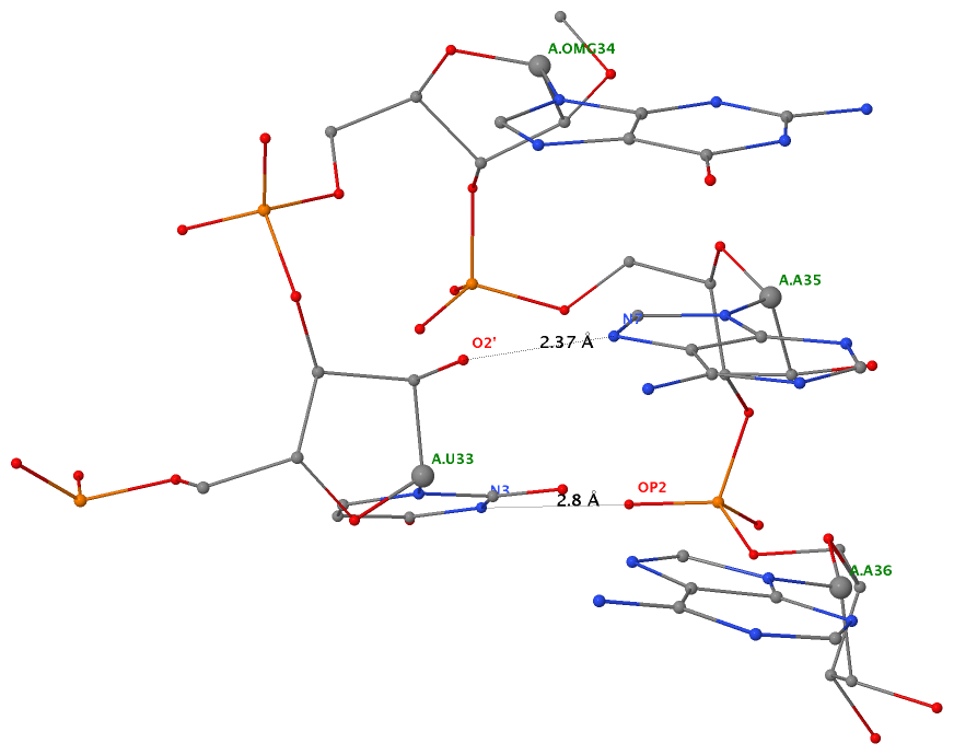 UNR-type U-turn in yeast phenylalanine tRNA (1ehz)