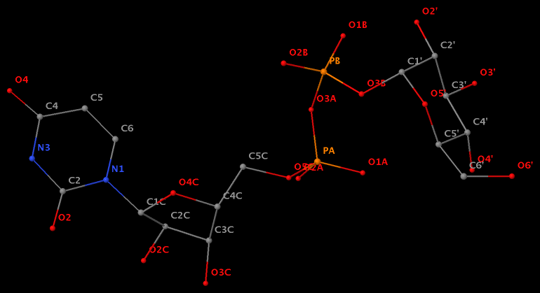 C1C links to N1 of U