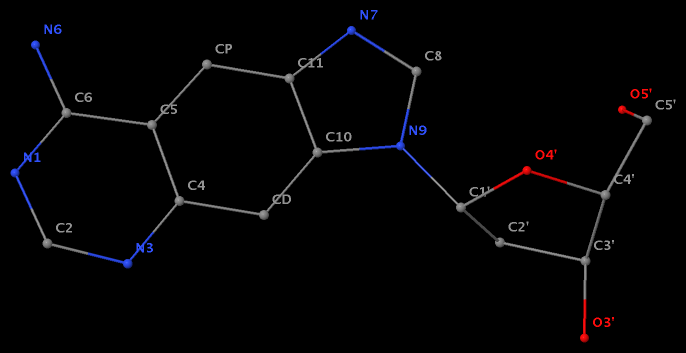 xA in the benzo-homologous xDNA