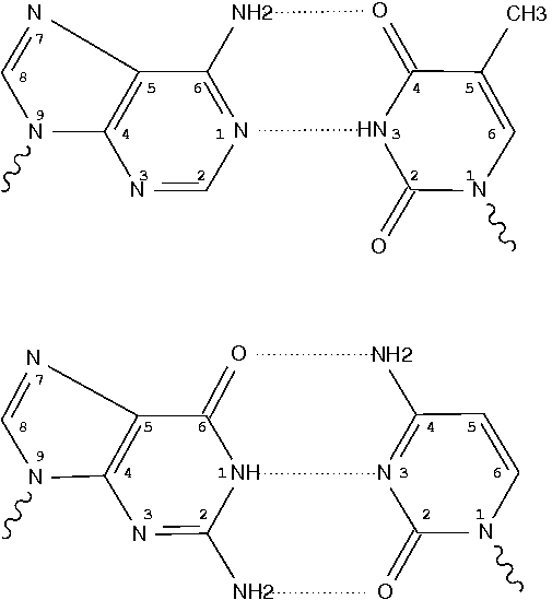 Watson-Crick base pairs